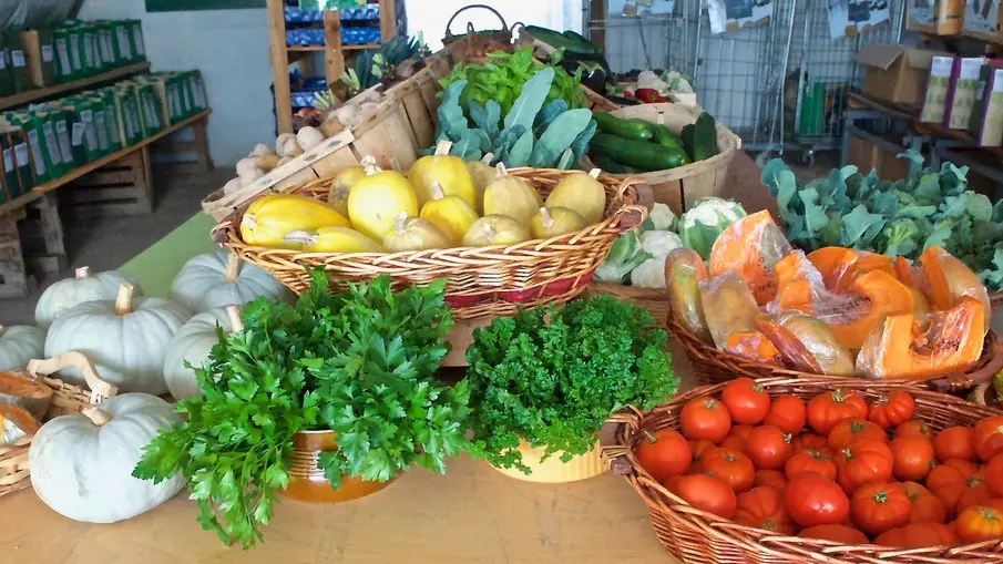 Oasis, jardin de Cocagne