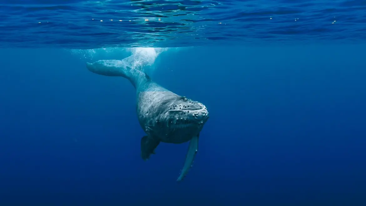 Manatea Ocean Experience_Punaauia