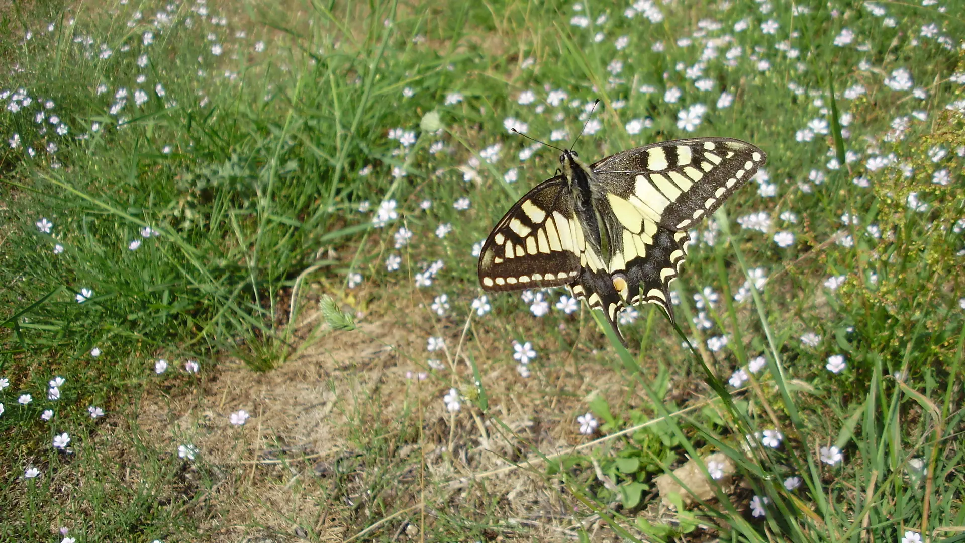 Flore