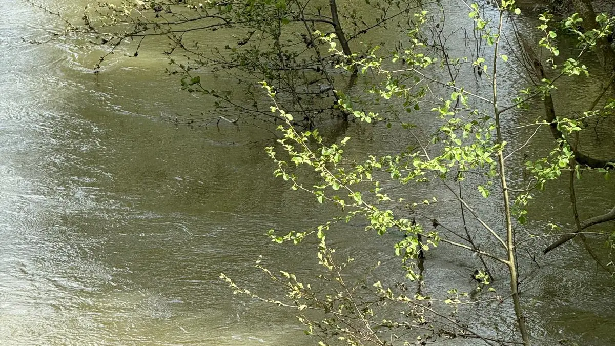 ©Office de ToCormoran nageant dans la Seineurisme de Maisons-Laffitte