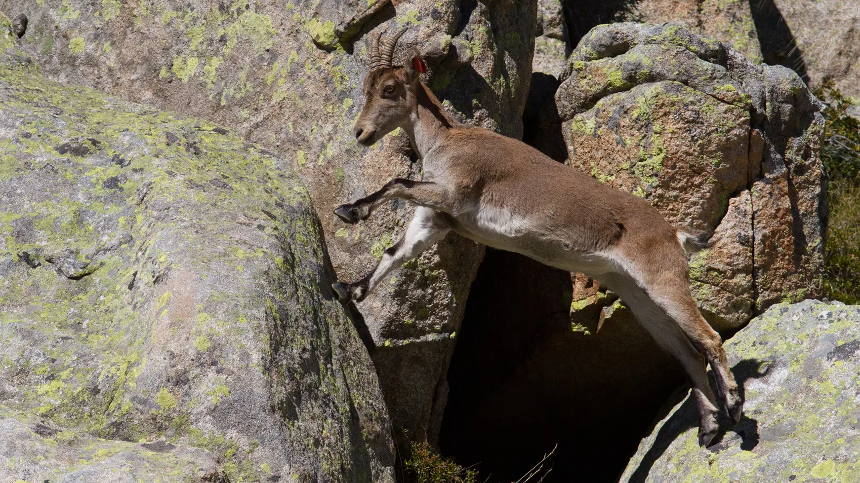 Saut de bouquetin