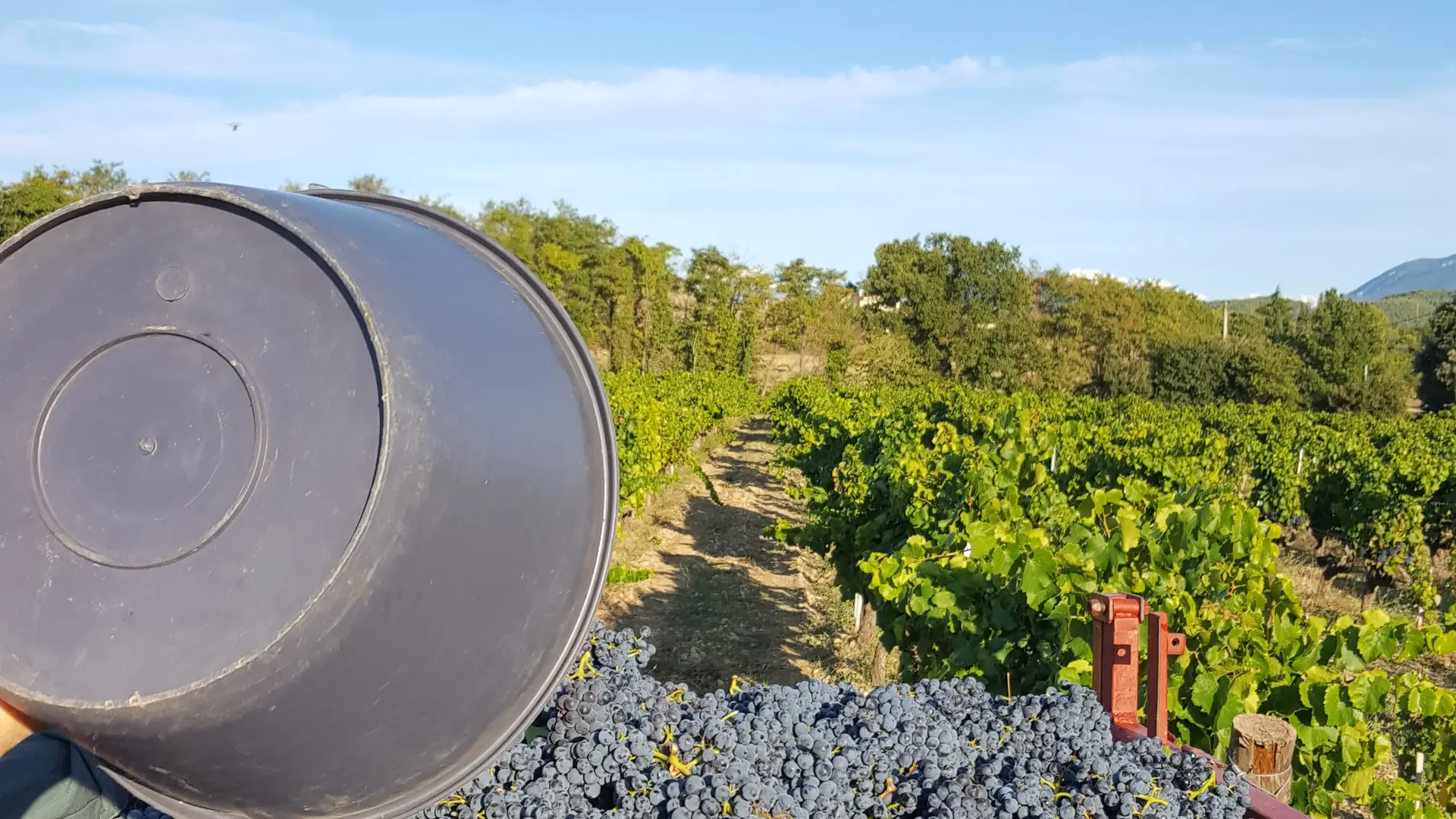 jour de vendanges