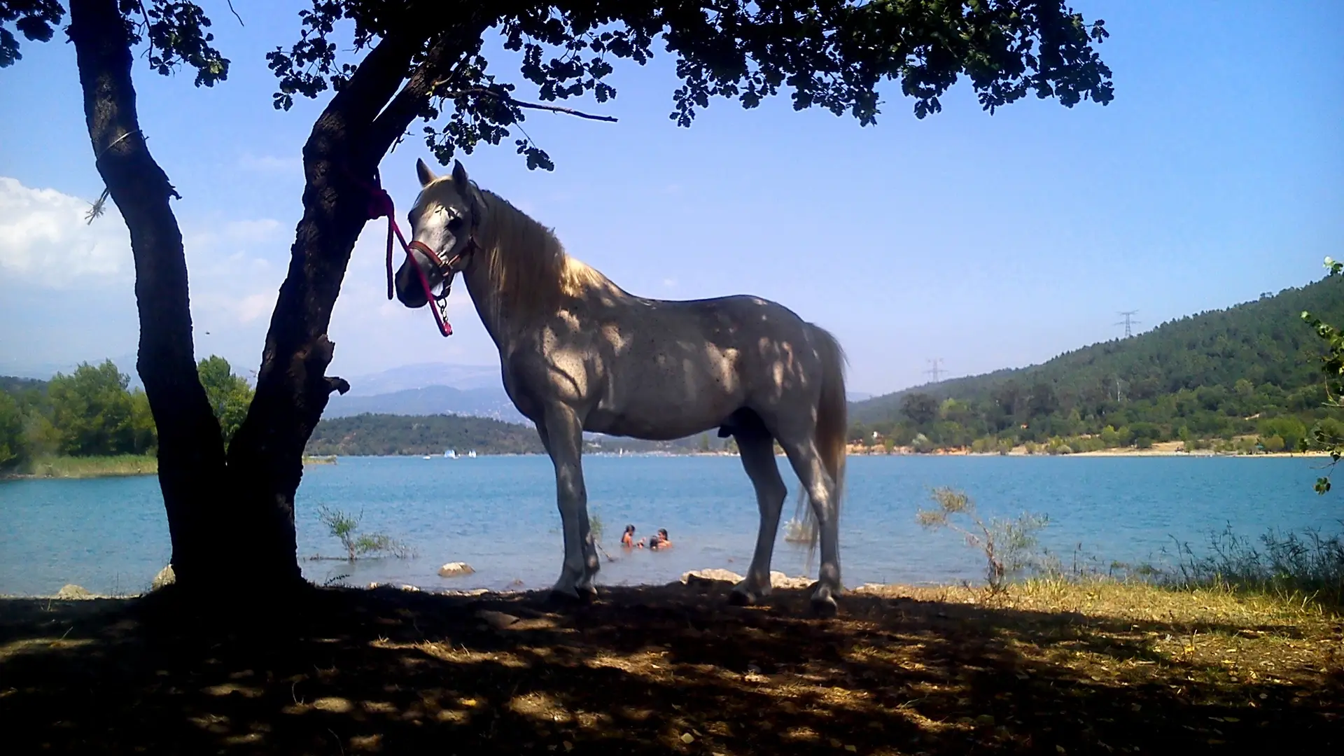 Au bord du lac de St Cassien