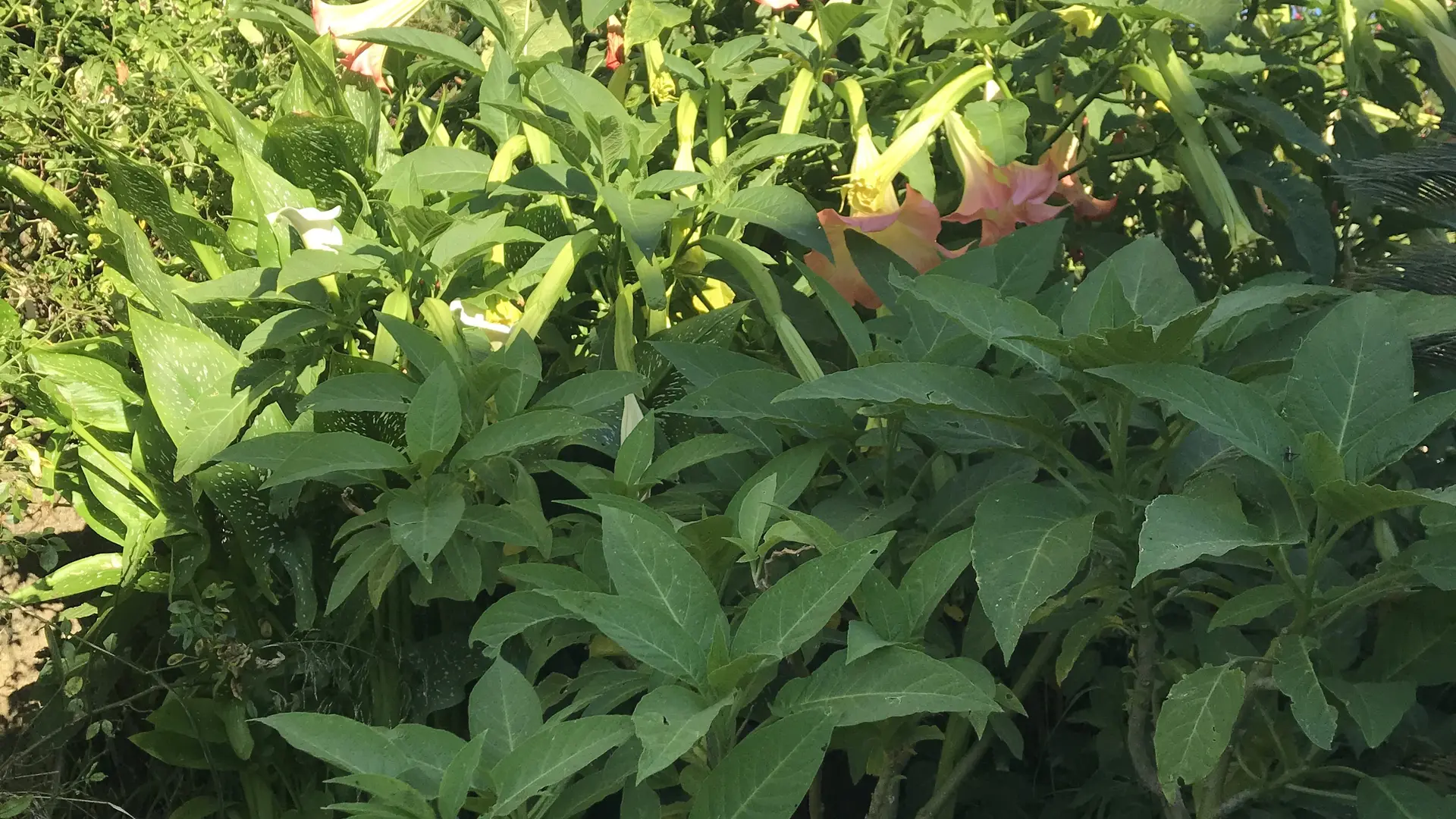 Le Jardin chambre d'hôtes La Passiflore