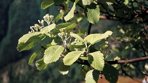 Le charme houblon ou Ostrya ou encore bois-de-fer, (Ostrya carpinifolia), famille des Bétulacées, en fleurs au printemps