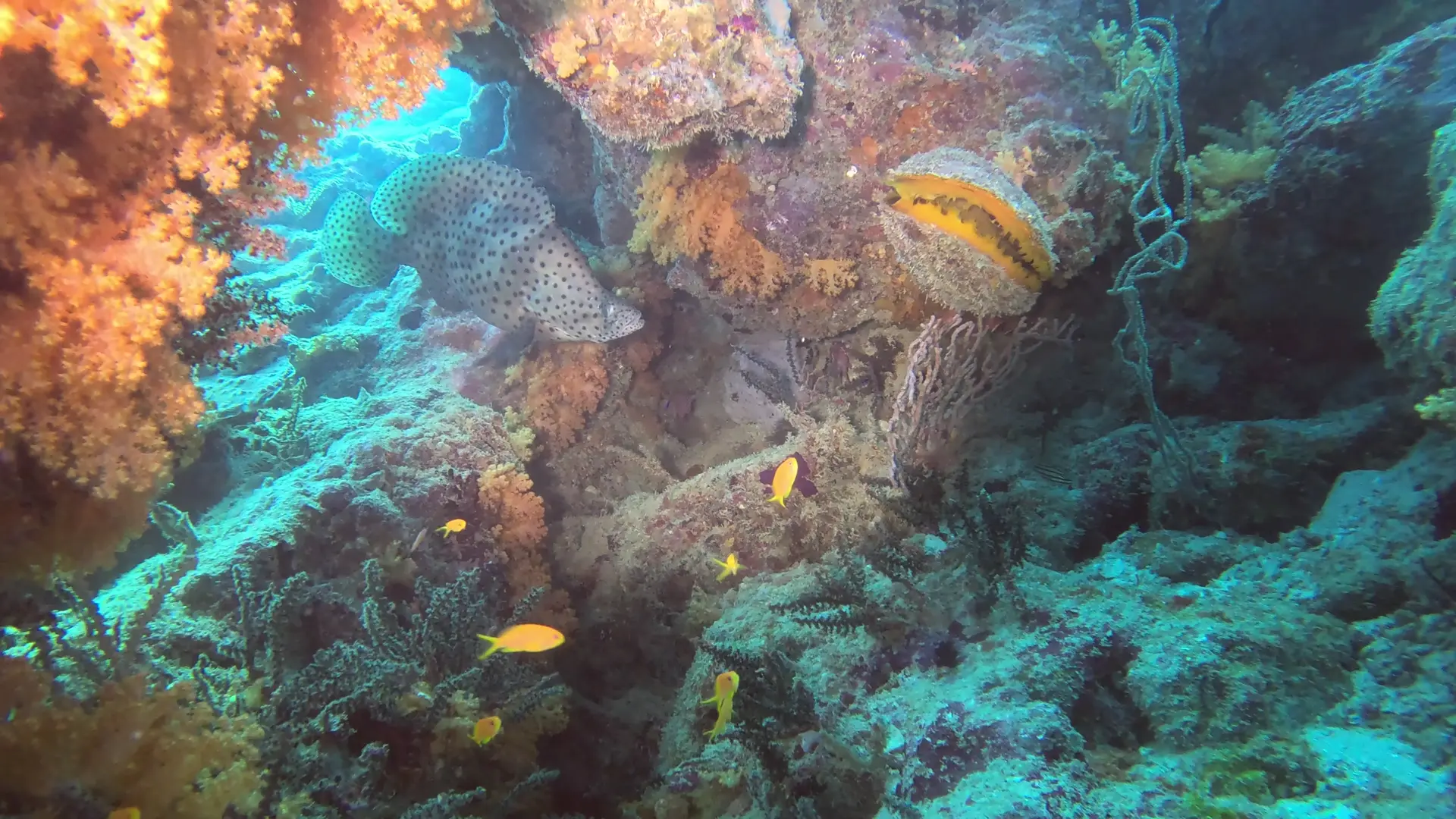 Loche truite dans une grotte