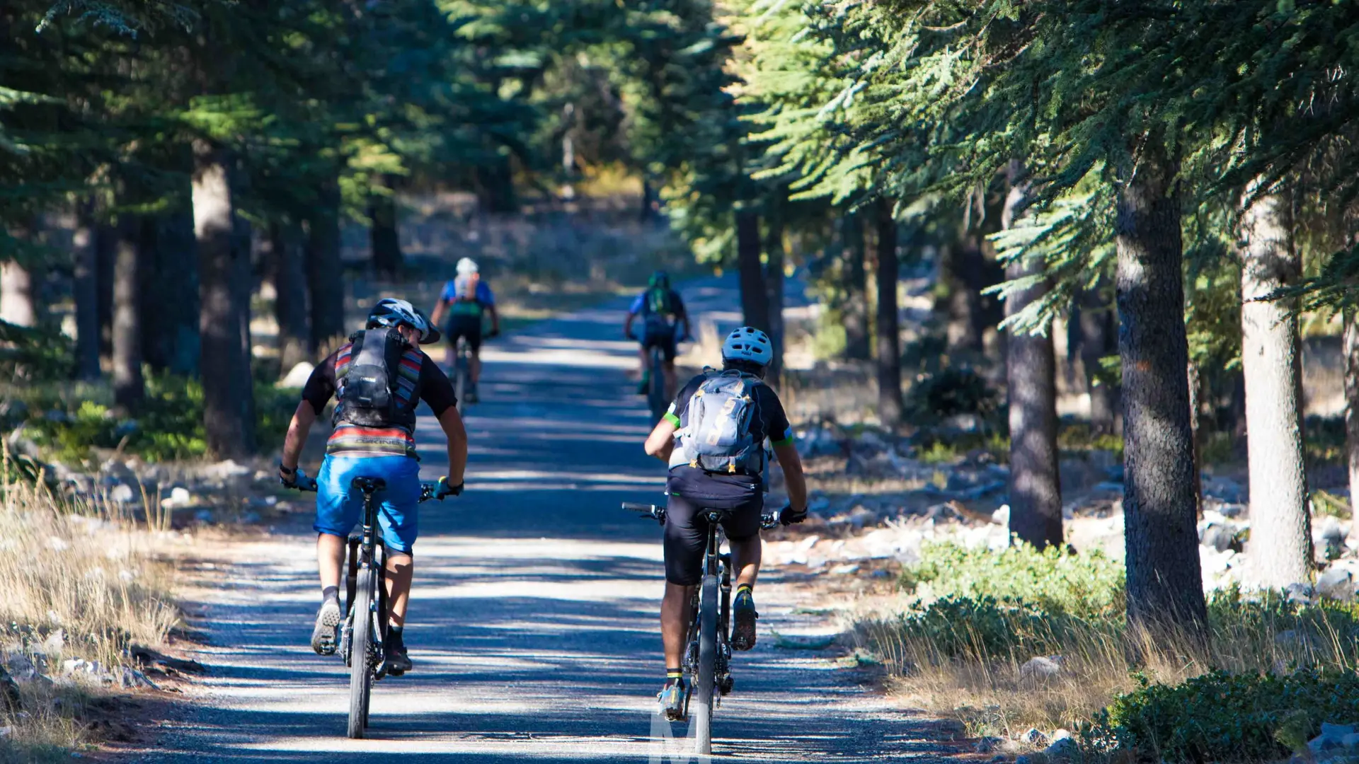 Forêt des Cèdres - ebike