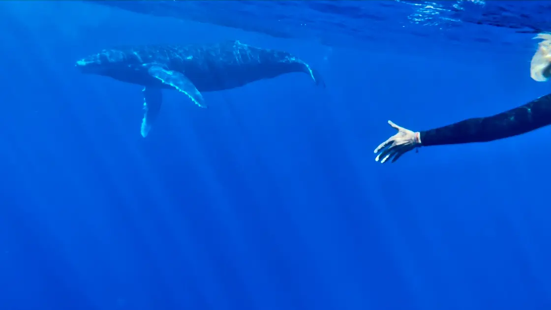 Manatea Ocean Experience_Punaauia