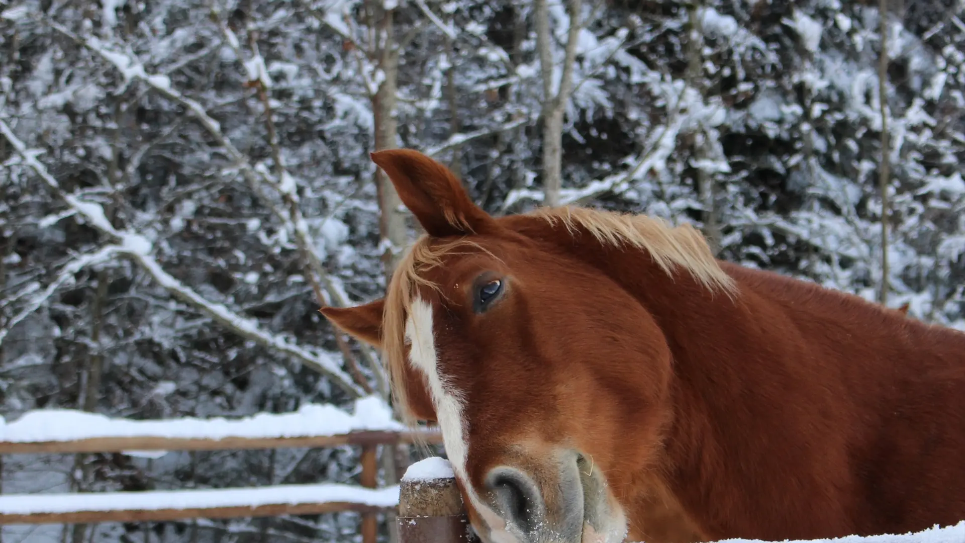 Balade à cheval au Grand-Bornand
