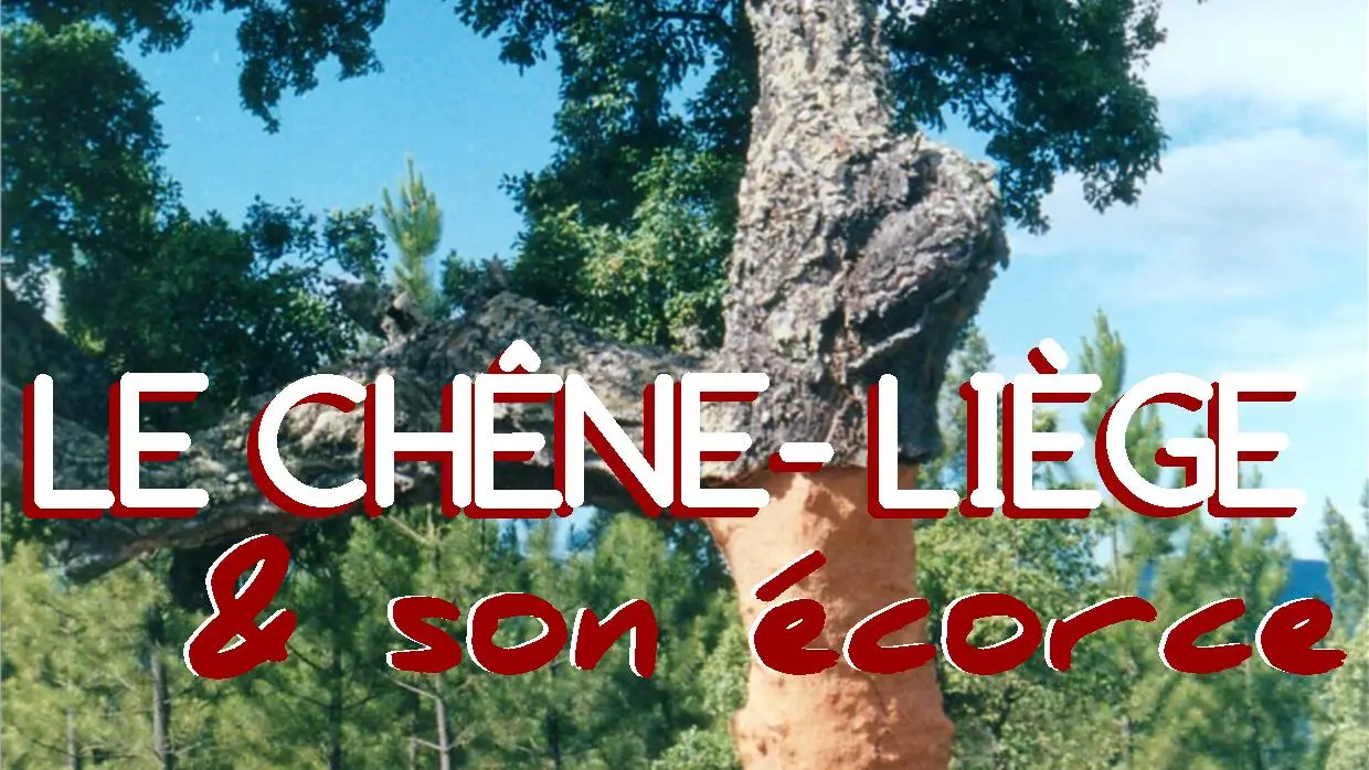 Le Chêne-Liège et son Ecorce