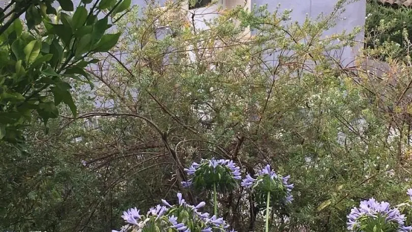 Gîte Mas de la Galinette Glycine- Le Gîte   - Biot - Gîtes de France Alpes-Maritimes.