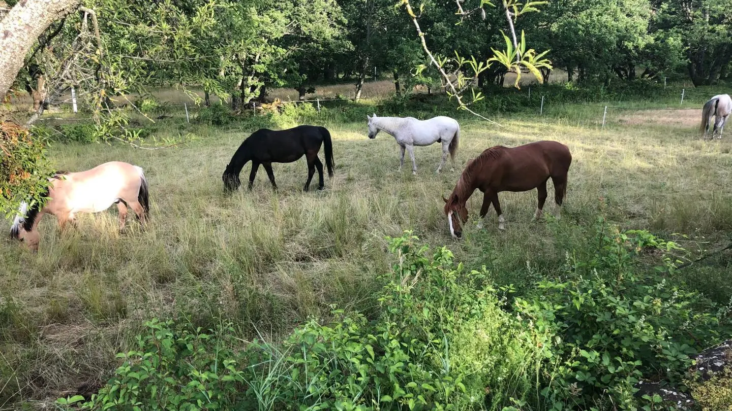 Les chevaux dans le pré sur la propriété, enclos électrifié