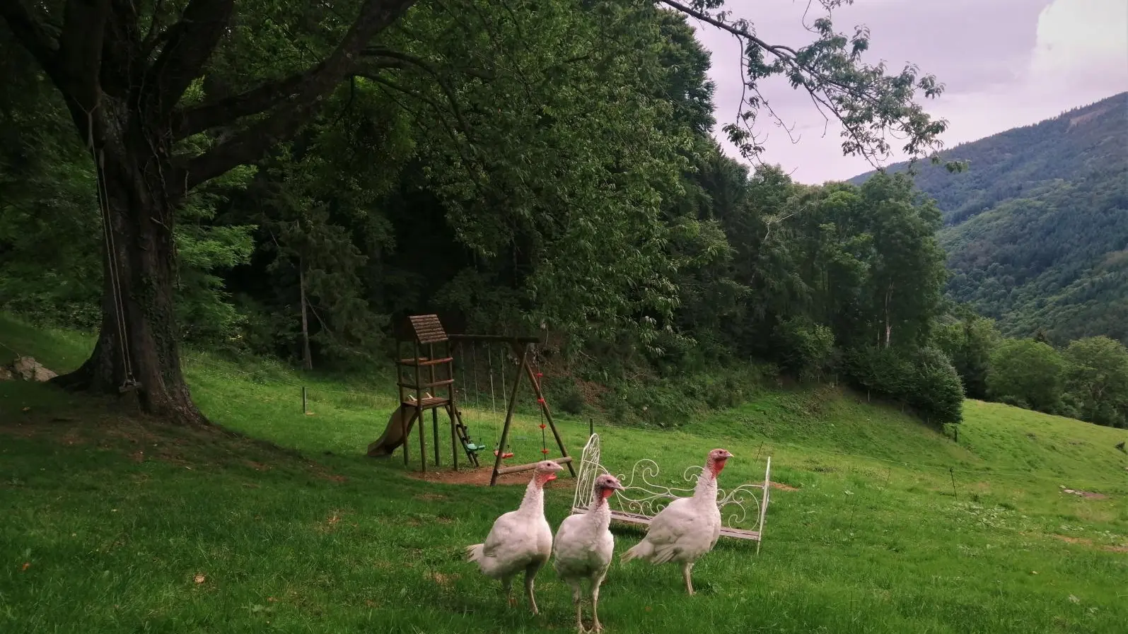 Dindes et dindons dans le parc...