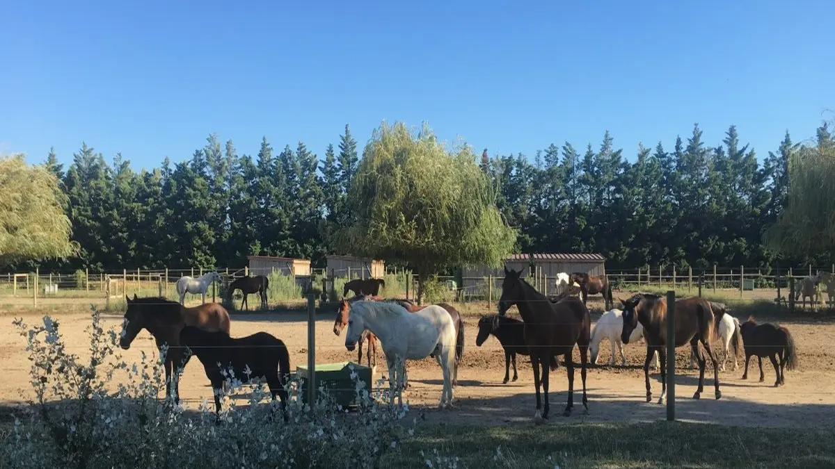 Centre Equestre Avignon