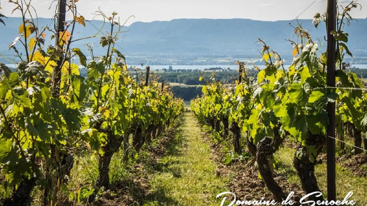Domaine de Senoche