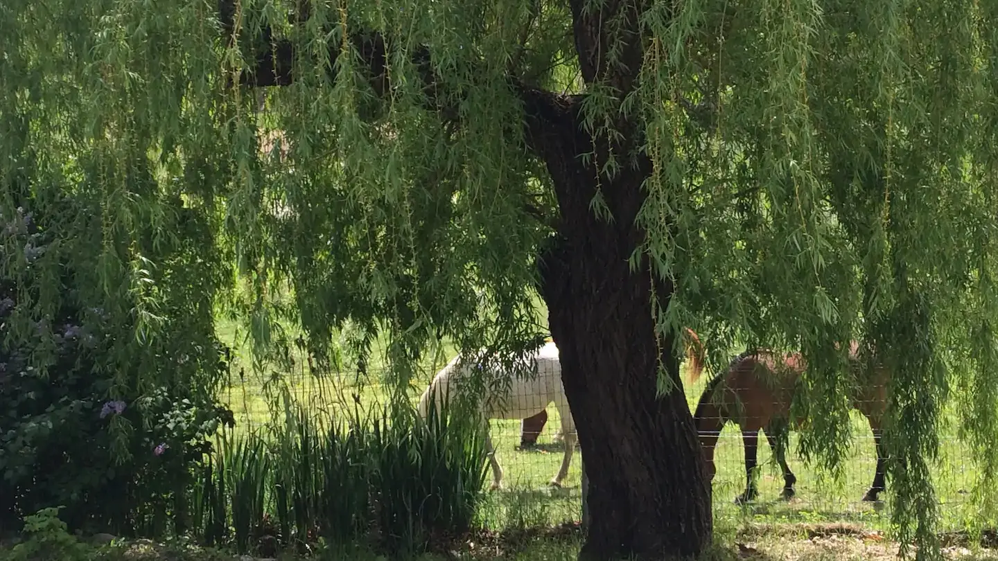 Le saule pleureur