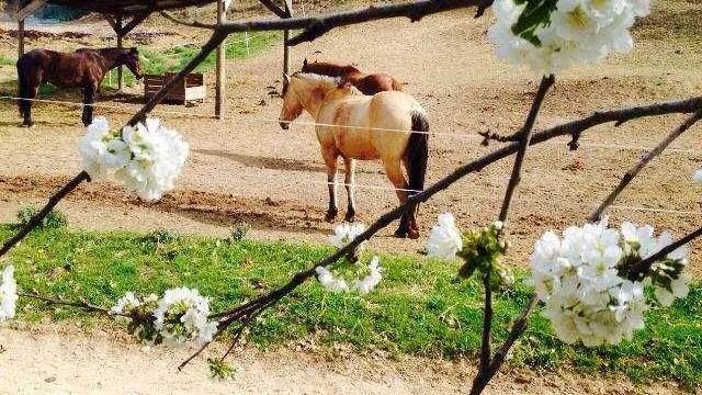 Centre Equestre Chateau Laval