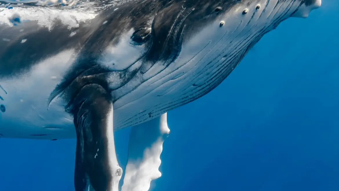 Manatea Ocean Experience_Punaauia