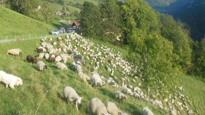 Nous redescendons de l'alpage