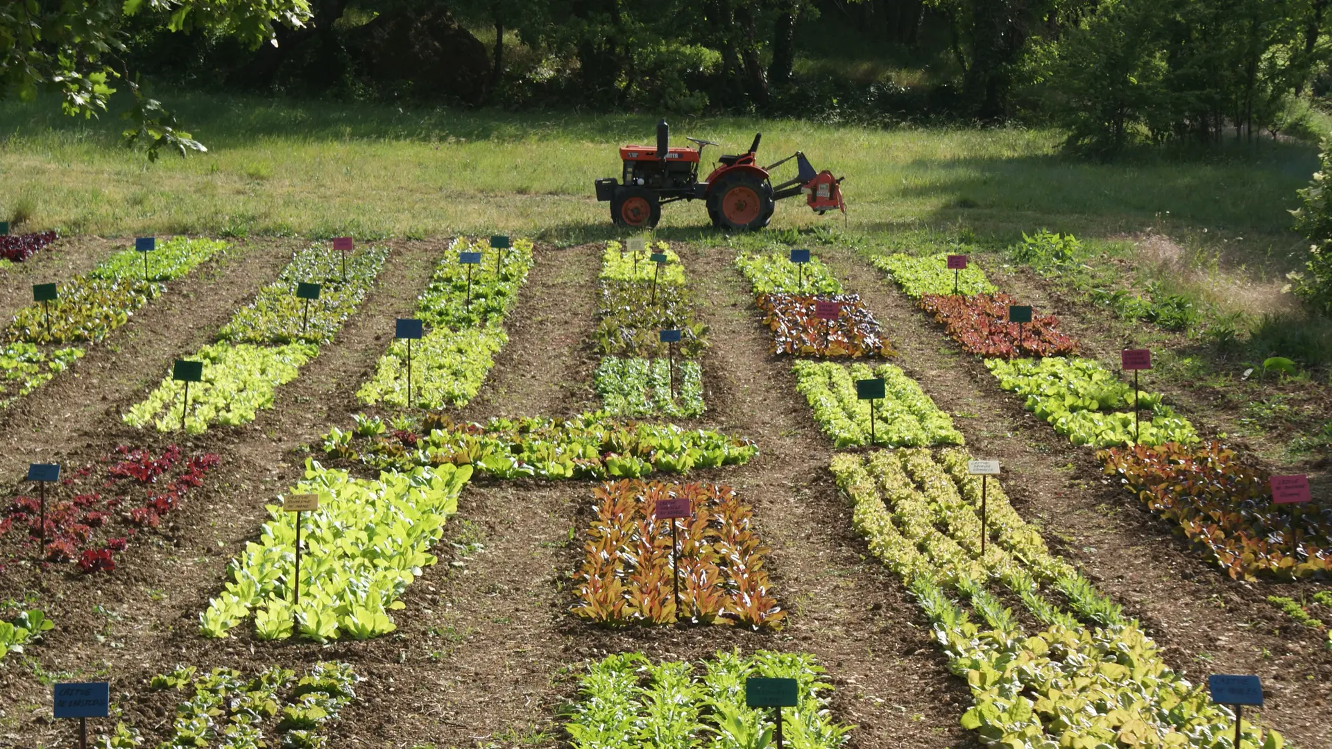 Le potager d'un curieux