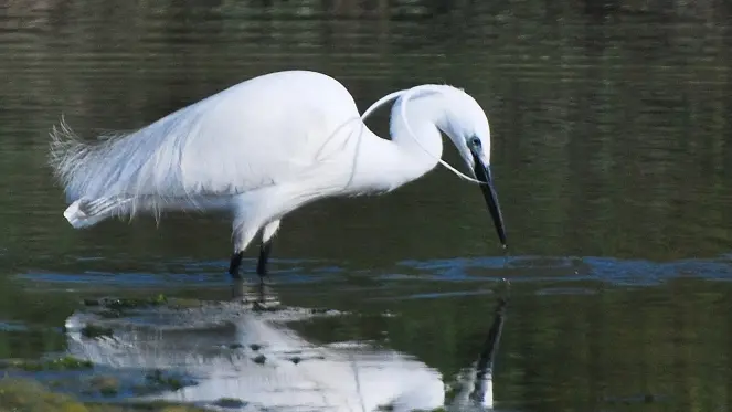 Aigrette blanche