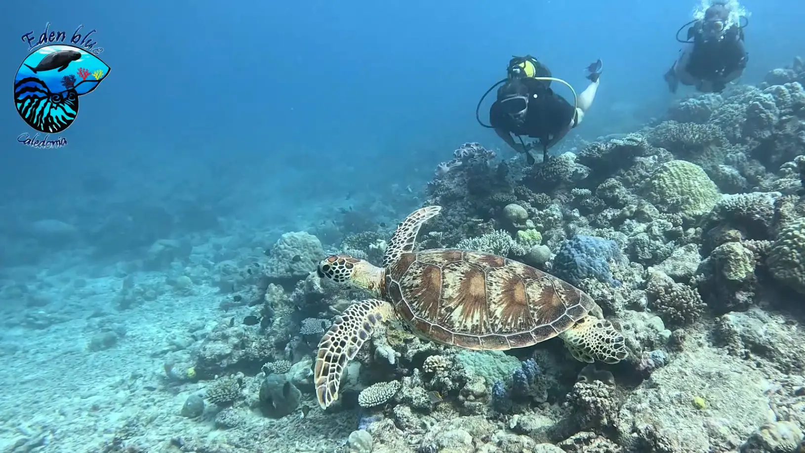 Tortue