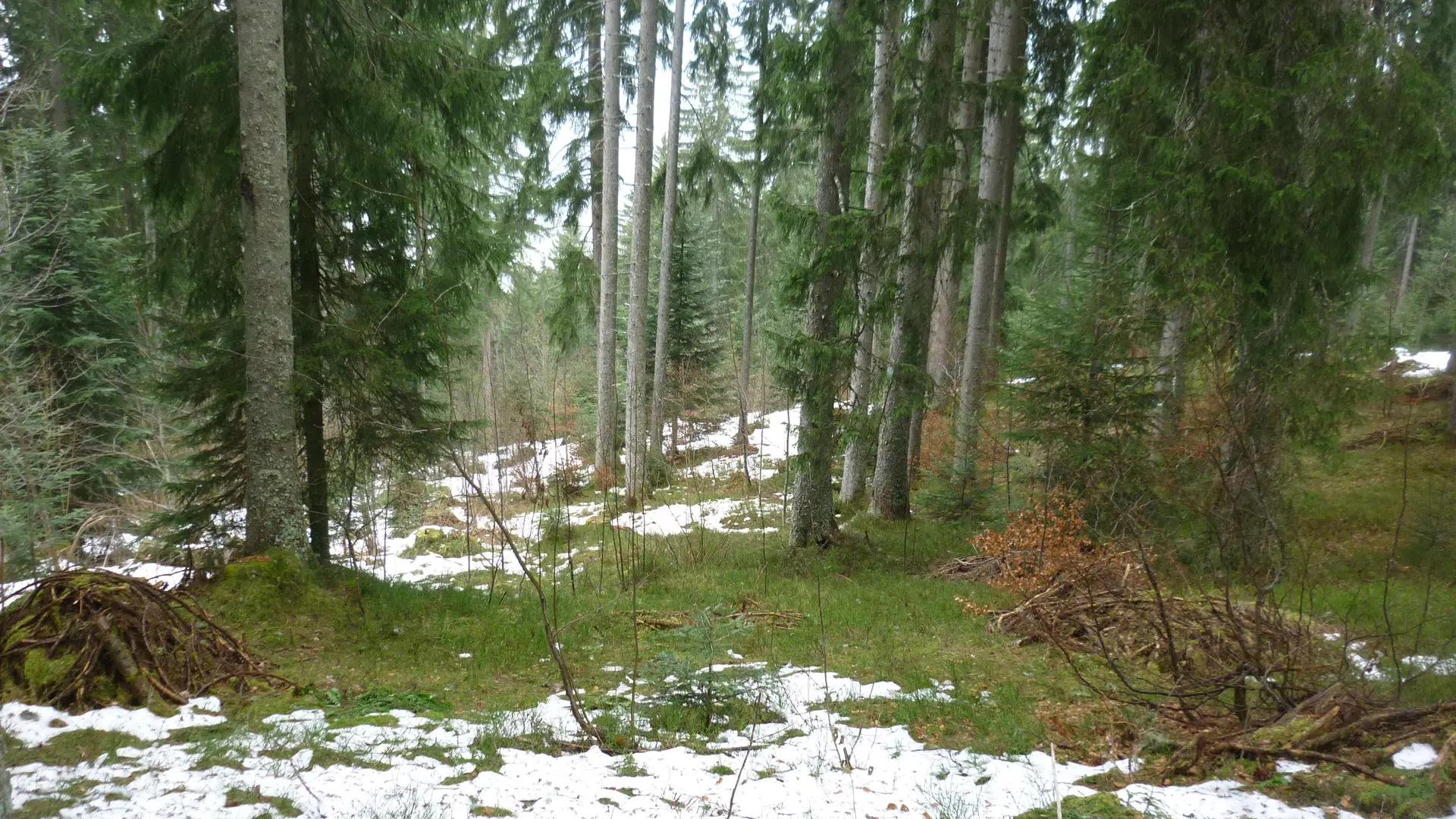 Forêt