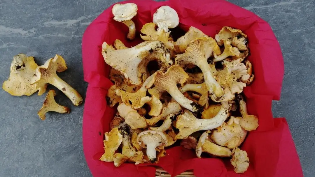Cueillette de champignons