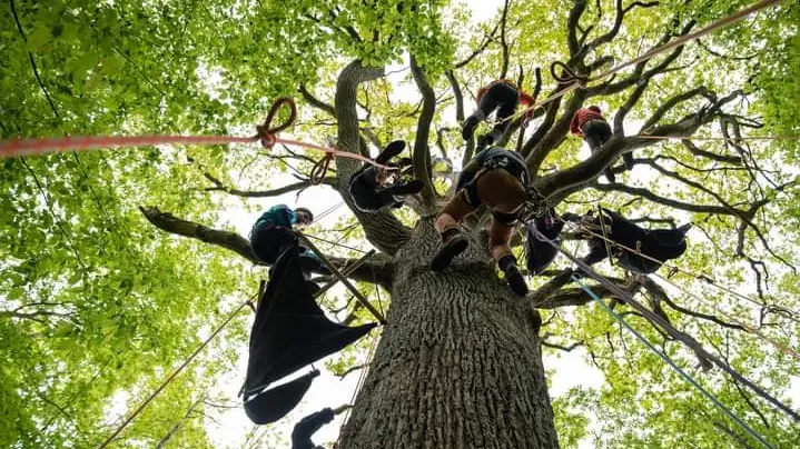 Grimpe d'arbres
