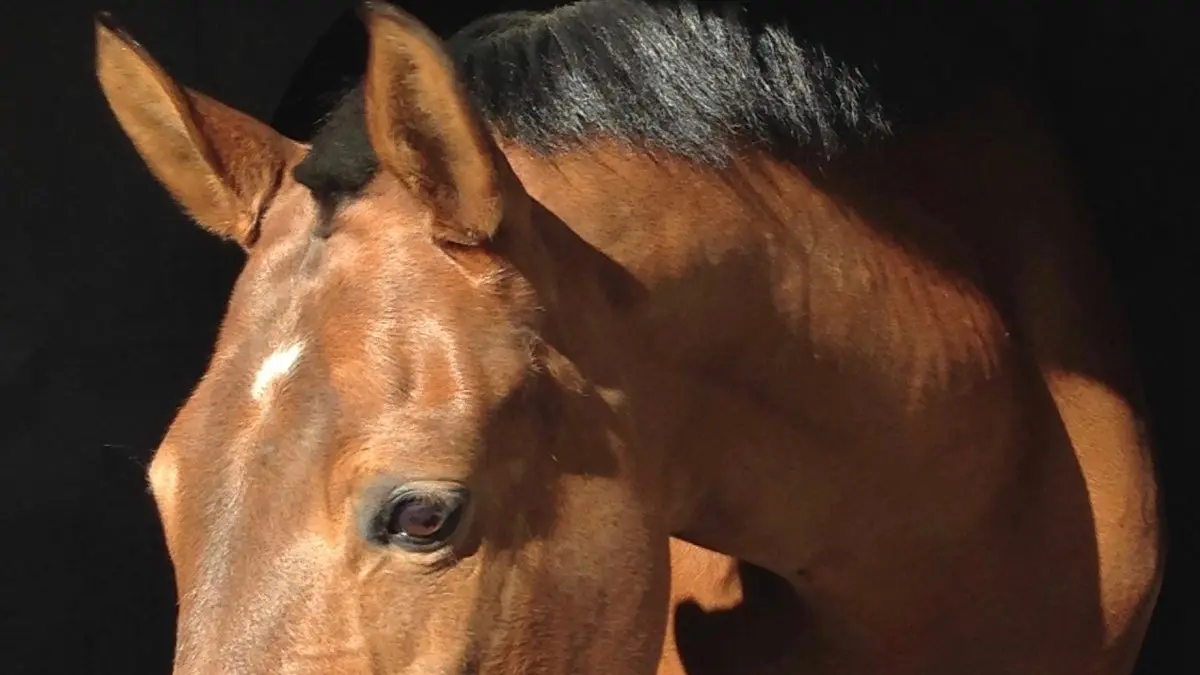 Centre Equestre Avignon