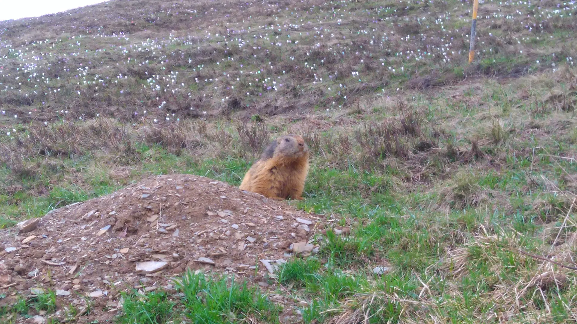 Colonie de marmottes des Saisies