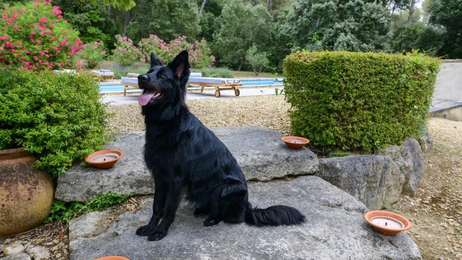 Le Clos de Bagalance - animaux acceptés