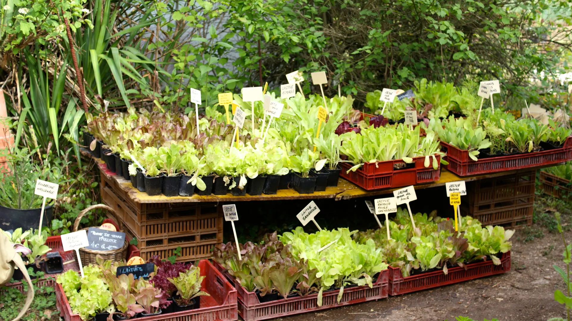 Le potager d'un curieux