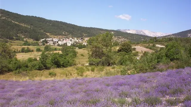 Vue sur les champs de lavande