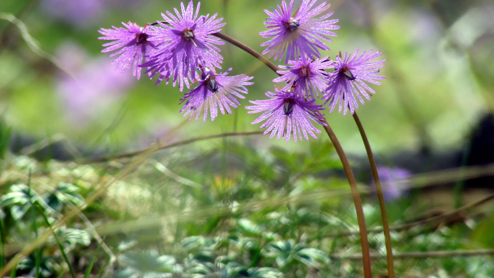 Fleur