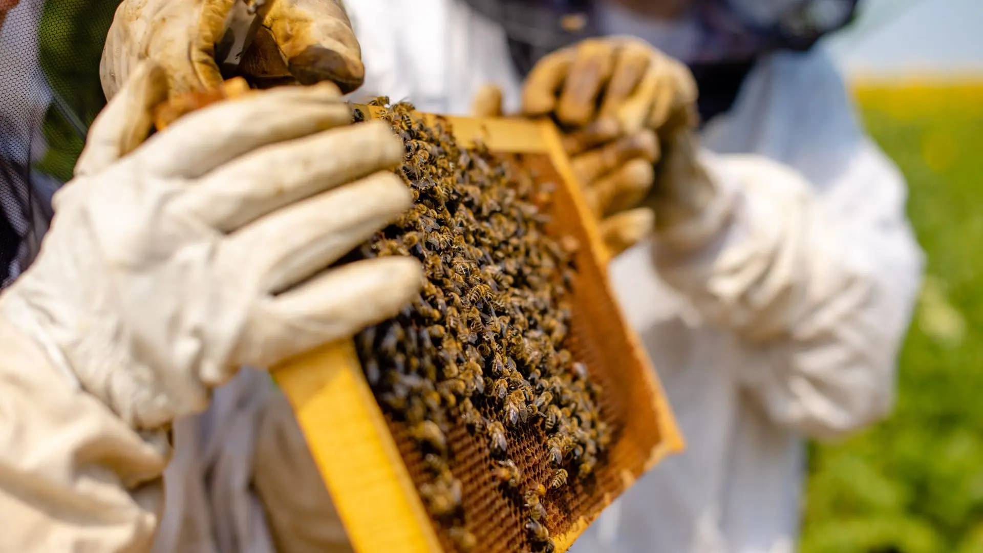 Apiculteur, cadre, abeilles