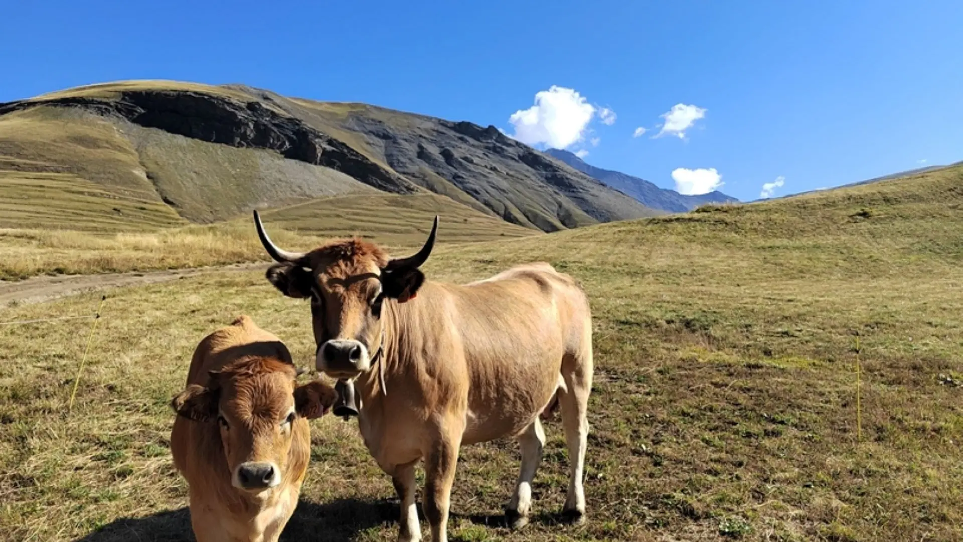 vache et son veau aubrac Villar d'Arène