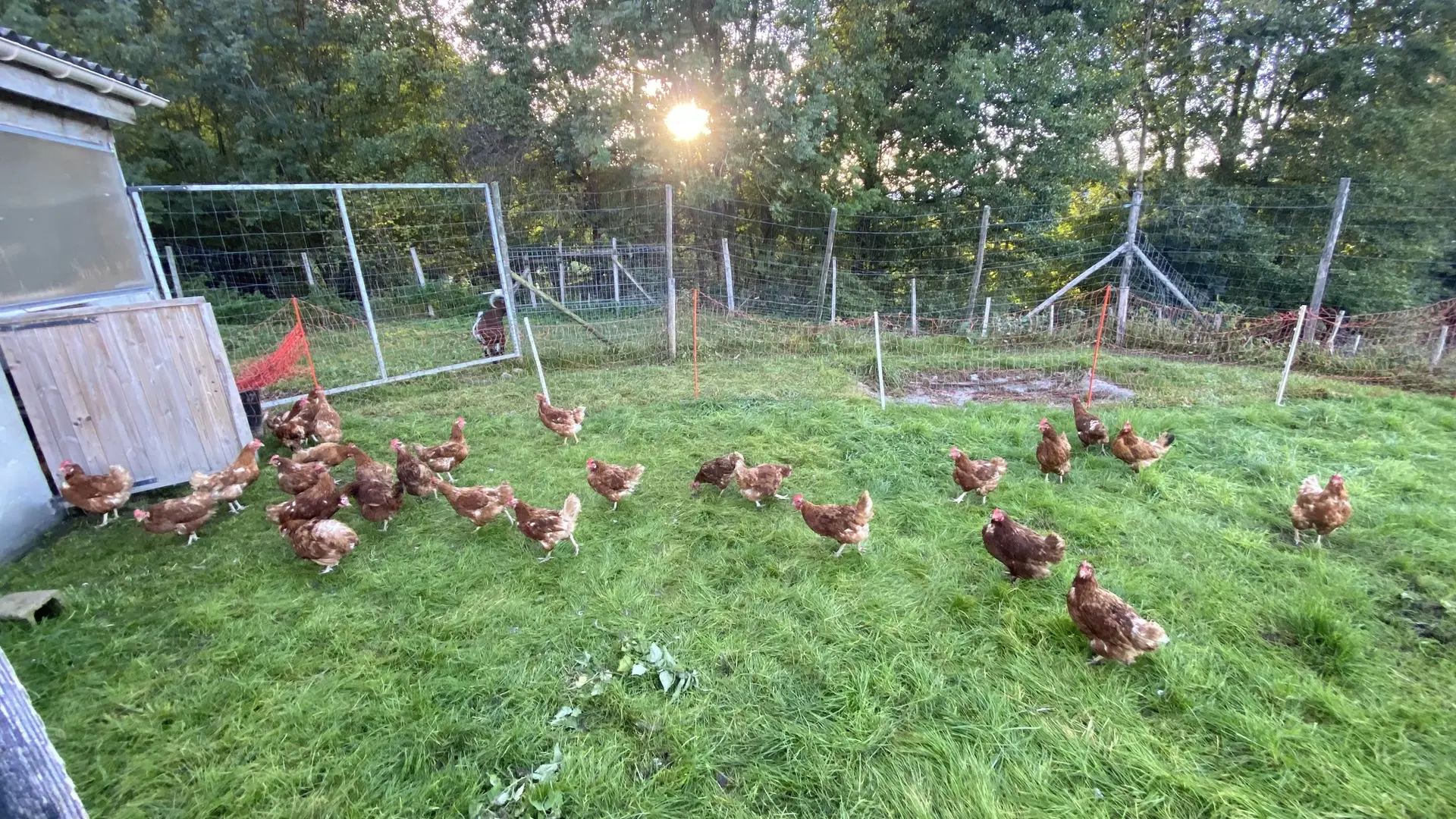 L'image représente un enclos clôturé où se trouvent de nombreuses poules rousses. Elles picorent l'herbe verte et courte.