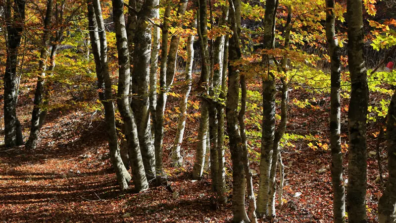 gravel 38 Ventoux Flassan