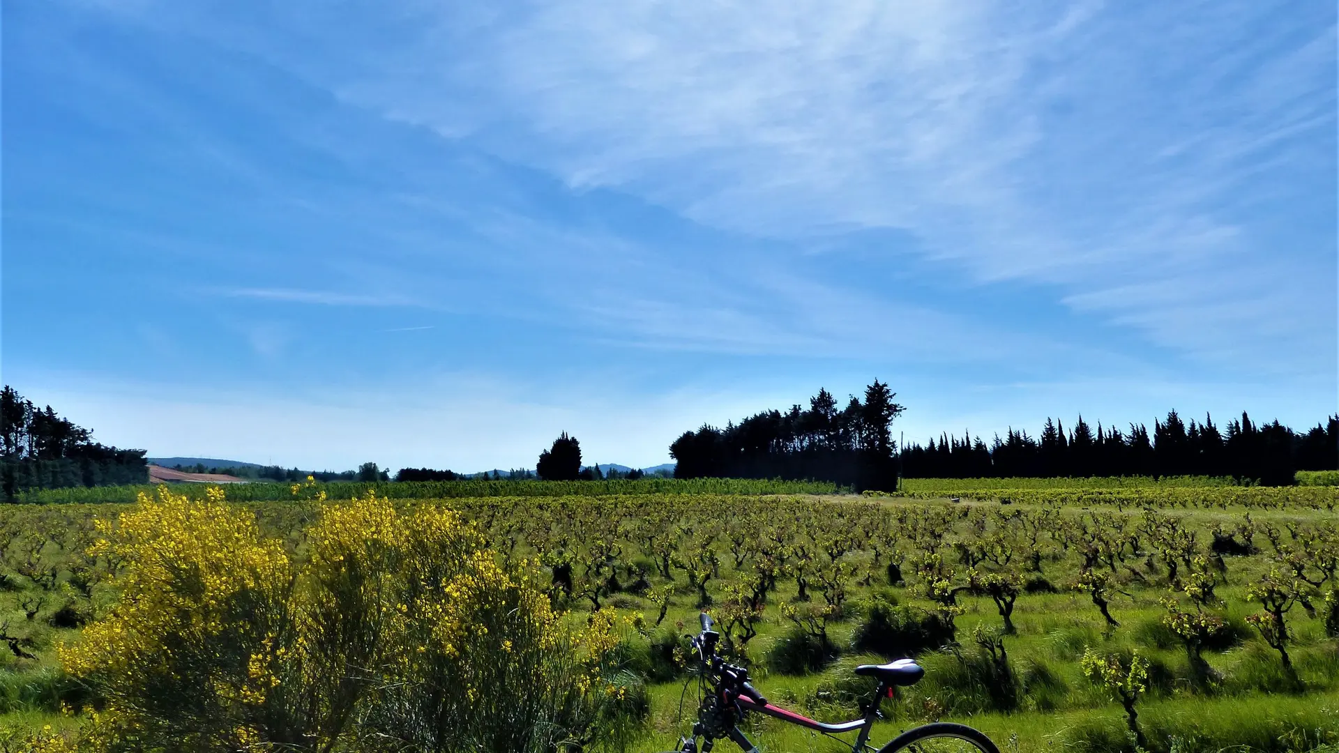 Petite pause au milieu des vignes