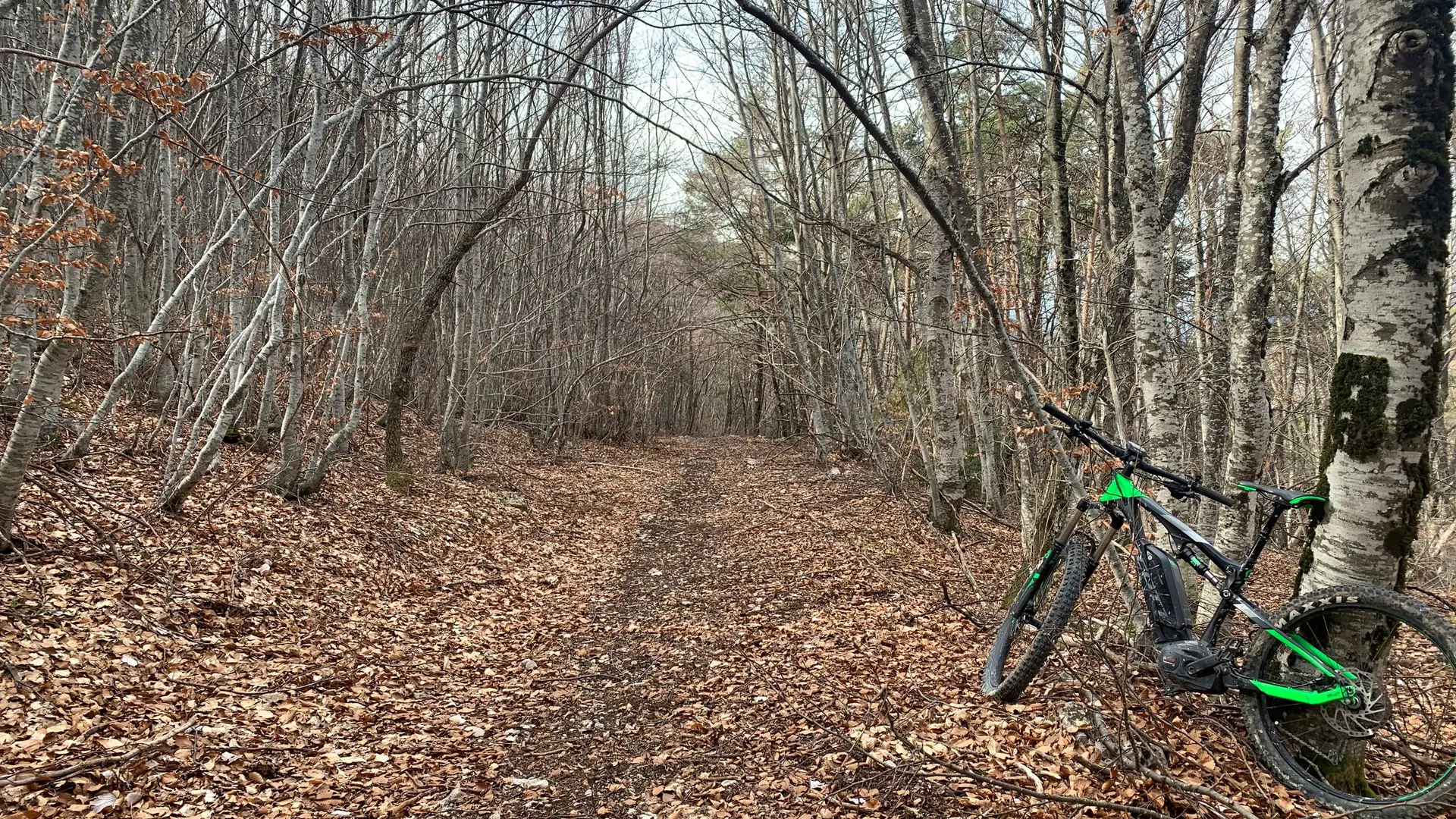 Belle piste forestière en chemin
