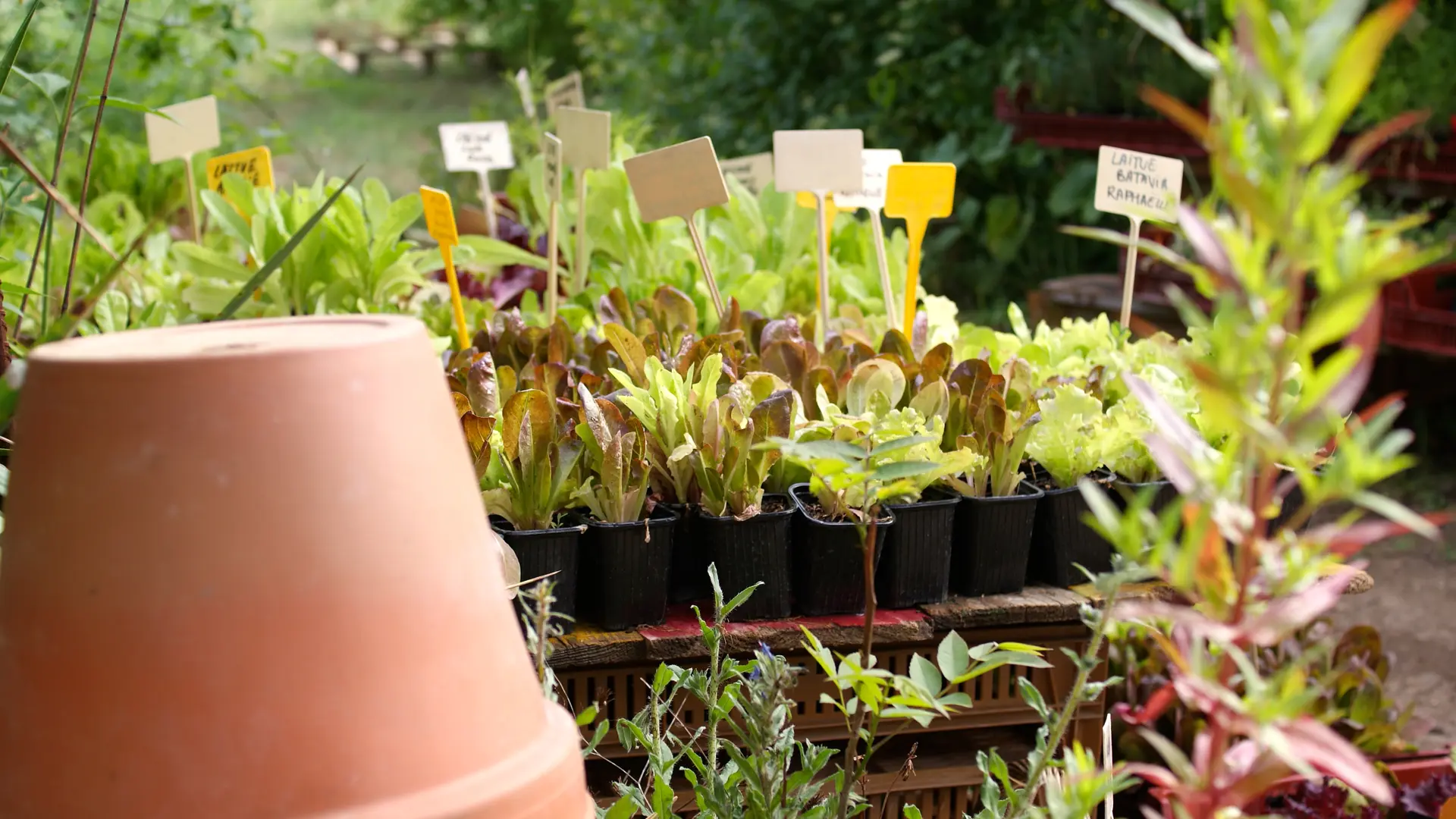 Le potager d'un curieux