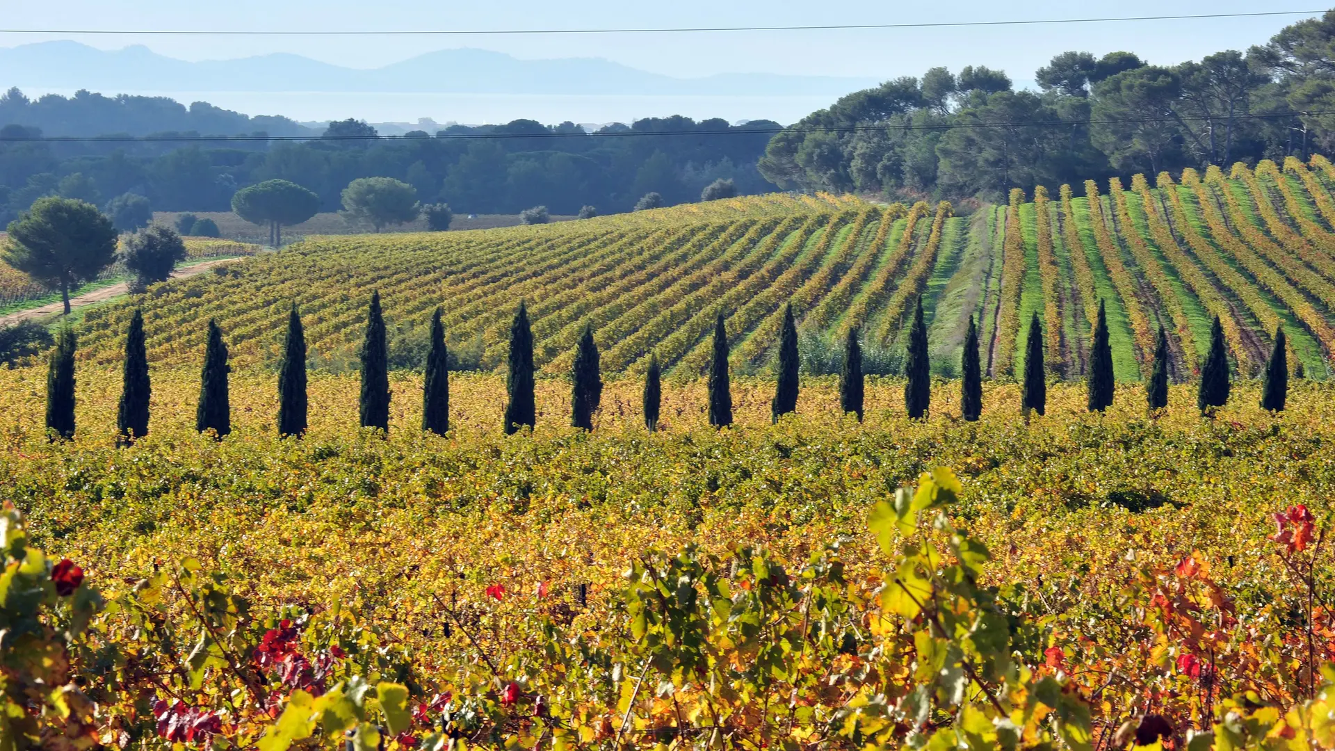 Weinberg Château Maravenne