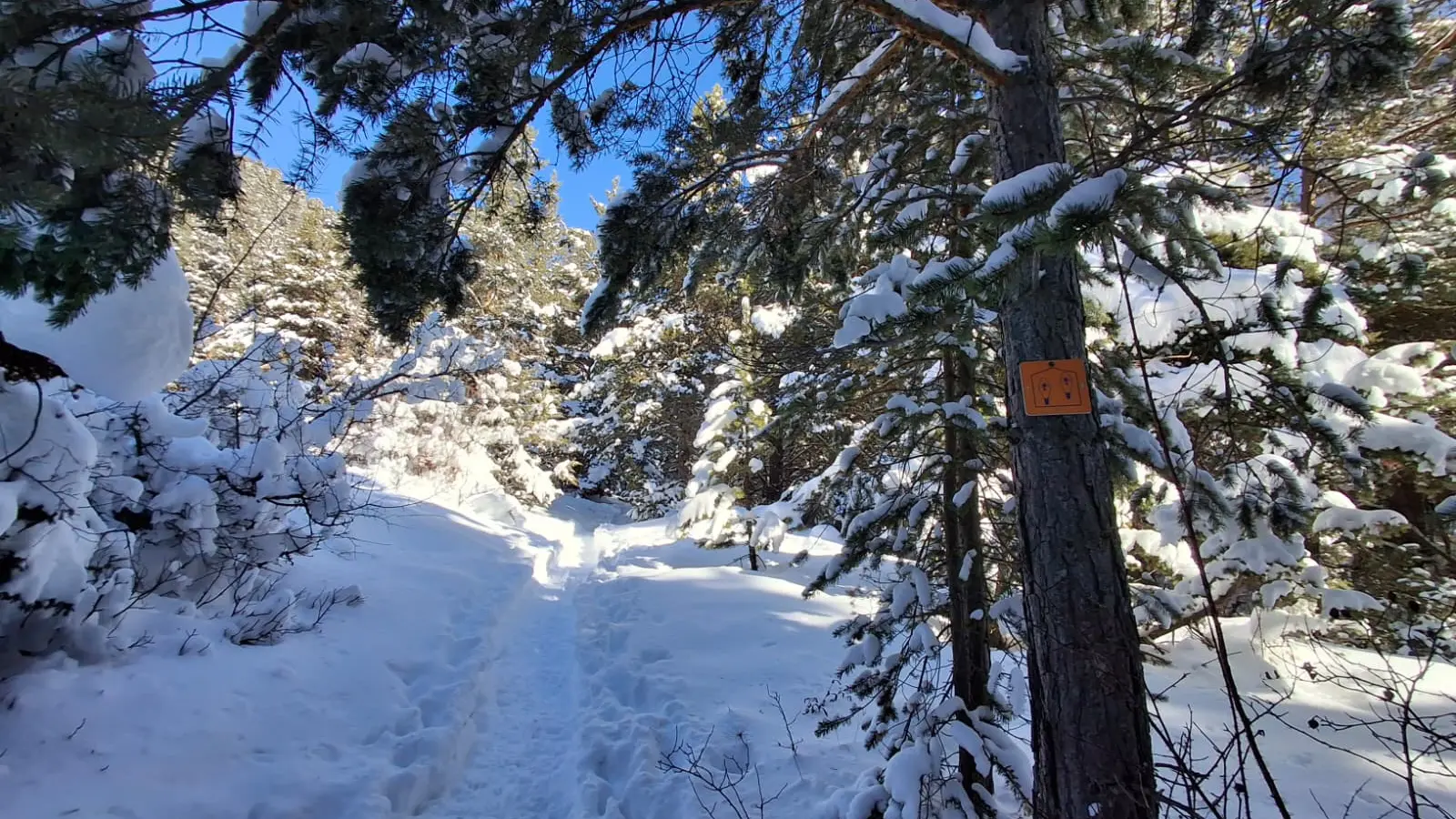 En forêt sous la neige