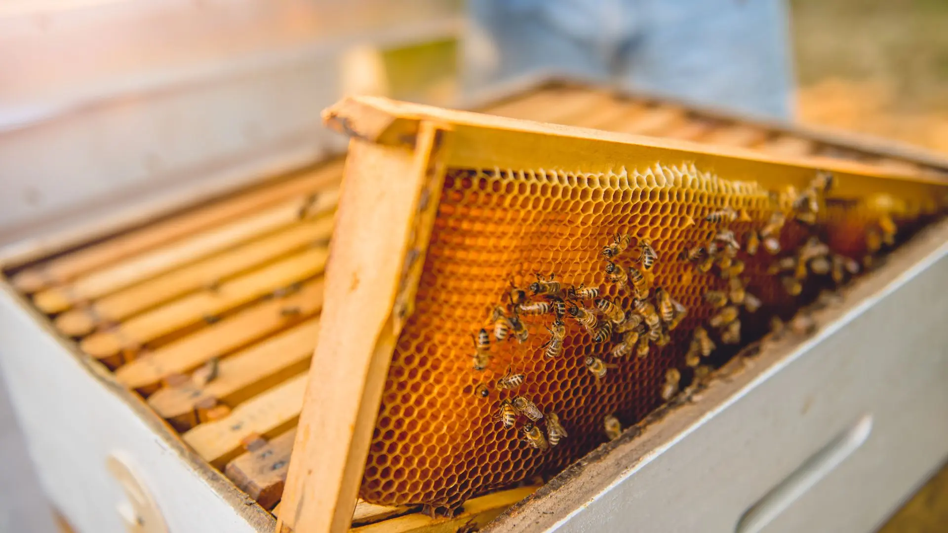 Ruche, Abeilles