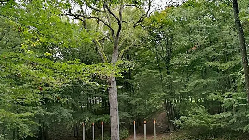 Forêt de Lespinasse