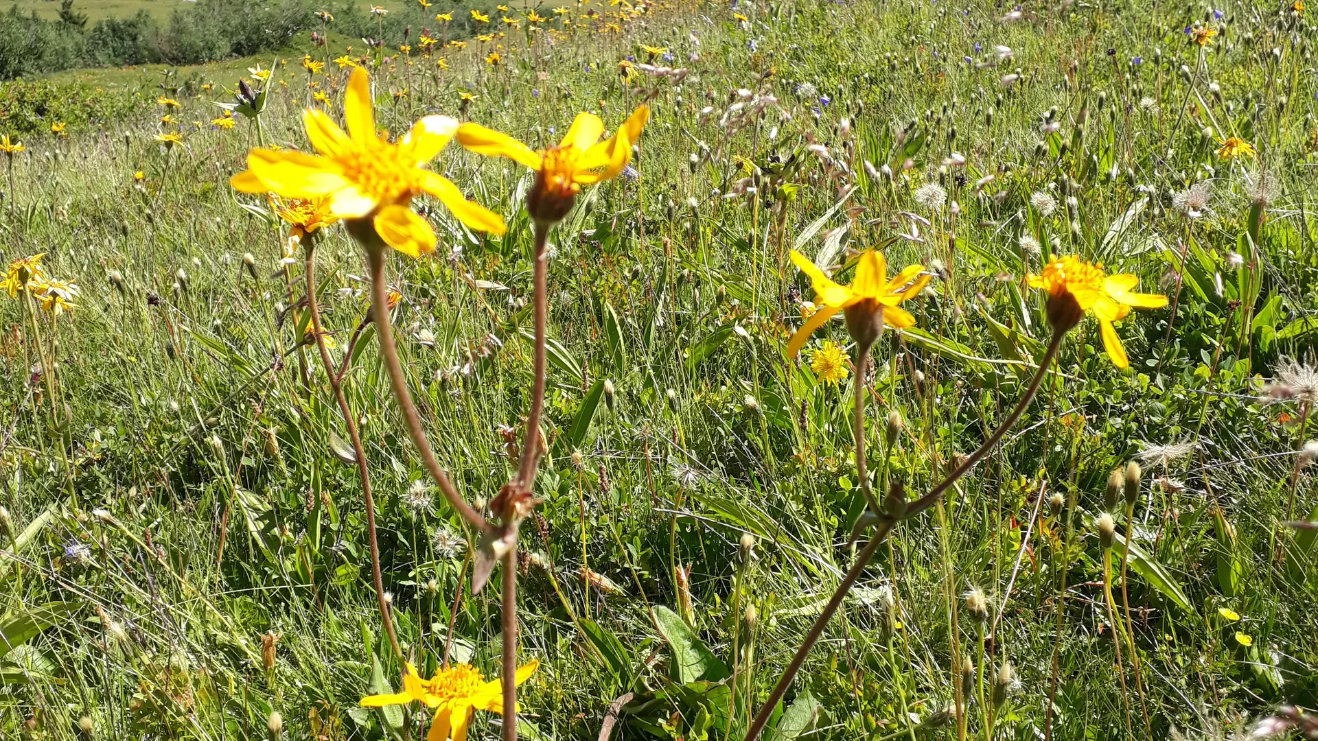 Arnica