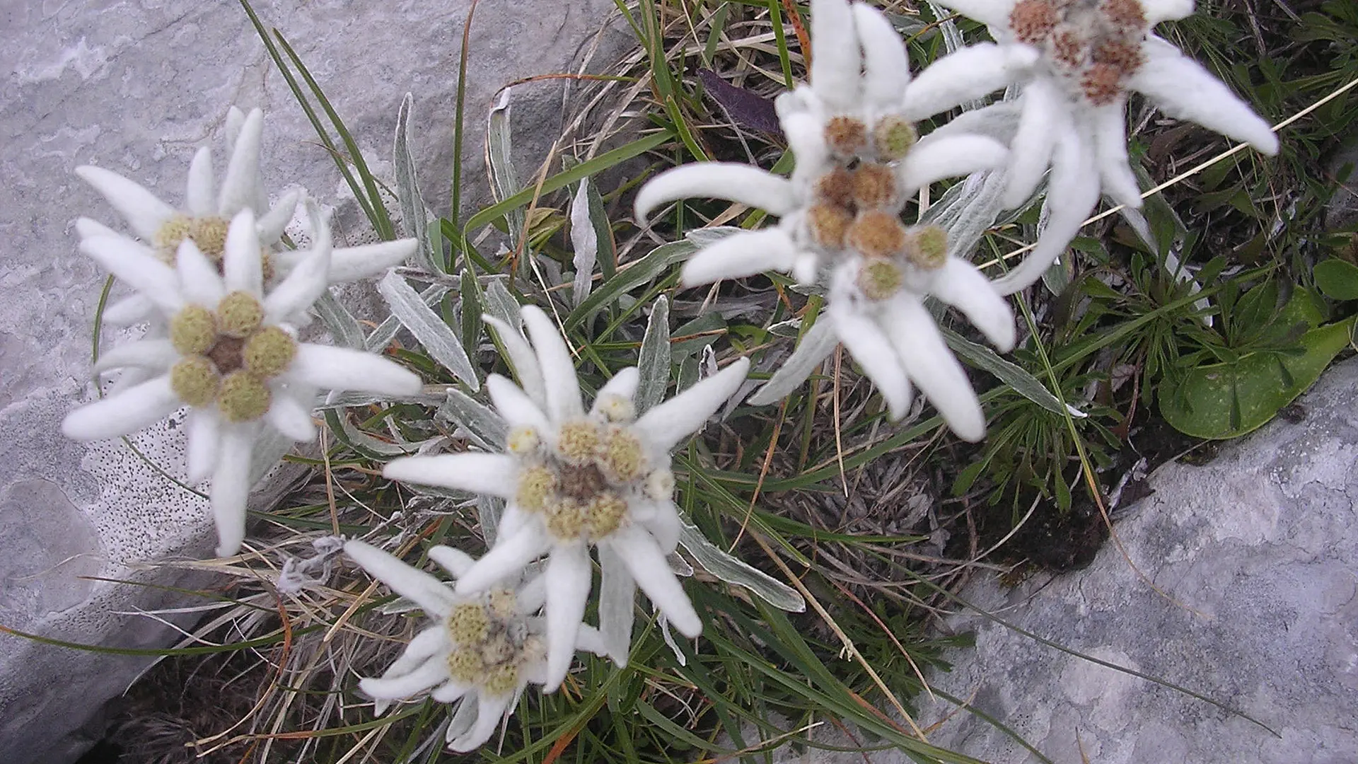 Randonnée - Activités - Bureau des guides