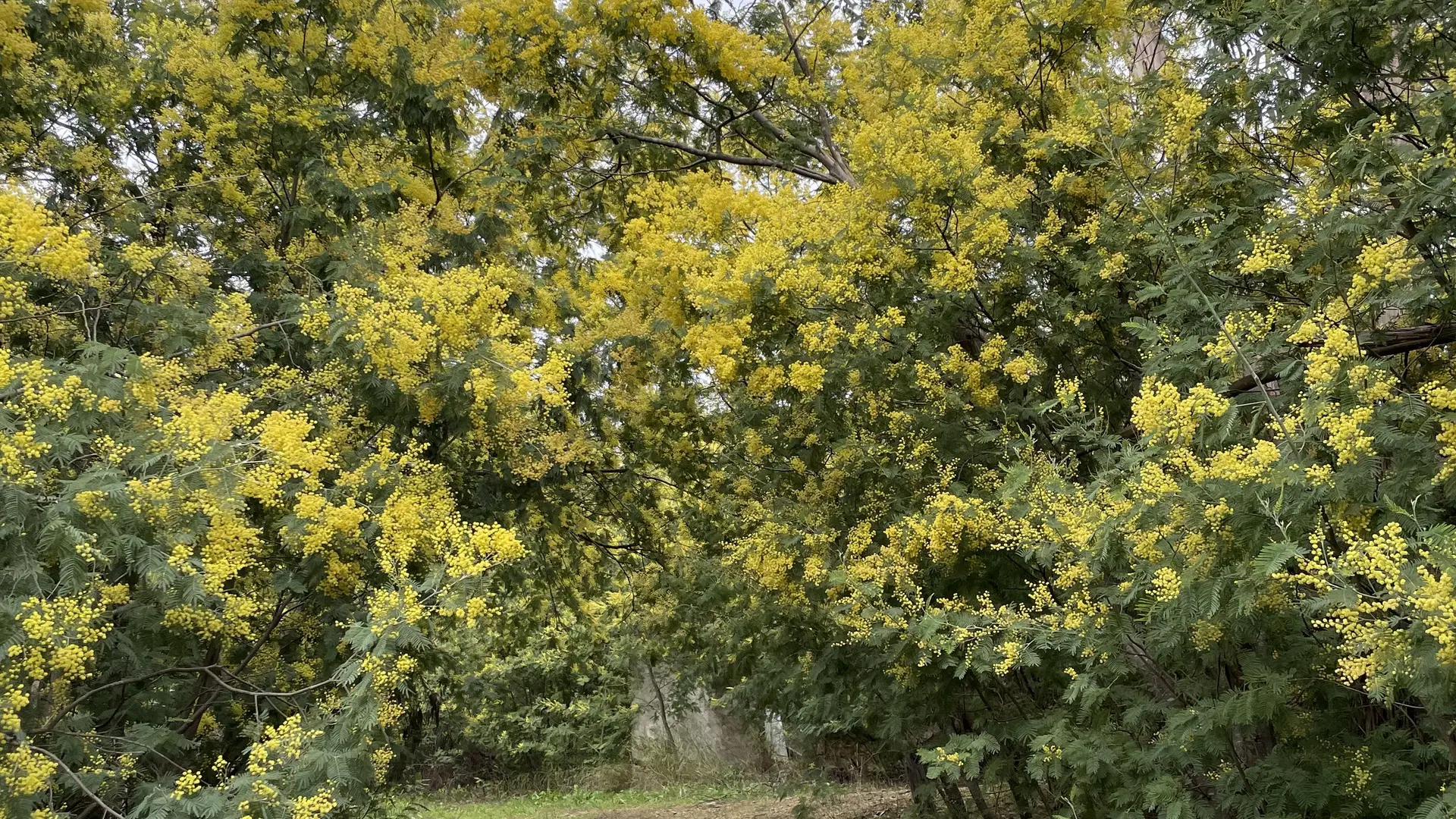 Mimosas