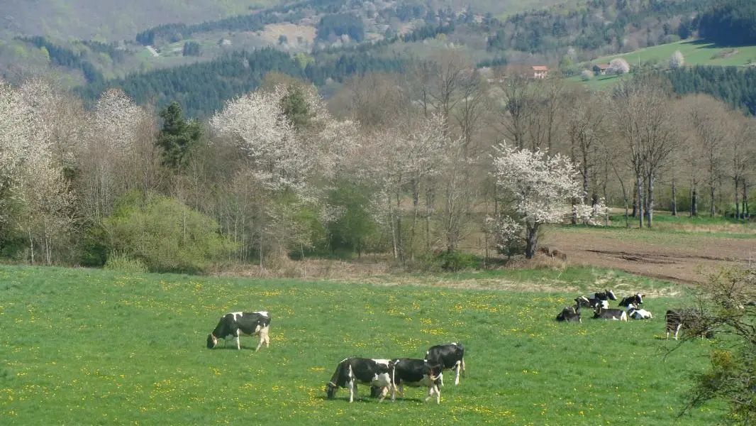vue sur le troupeau laitier
